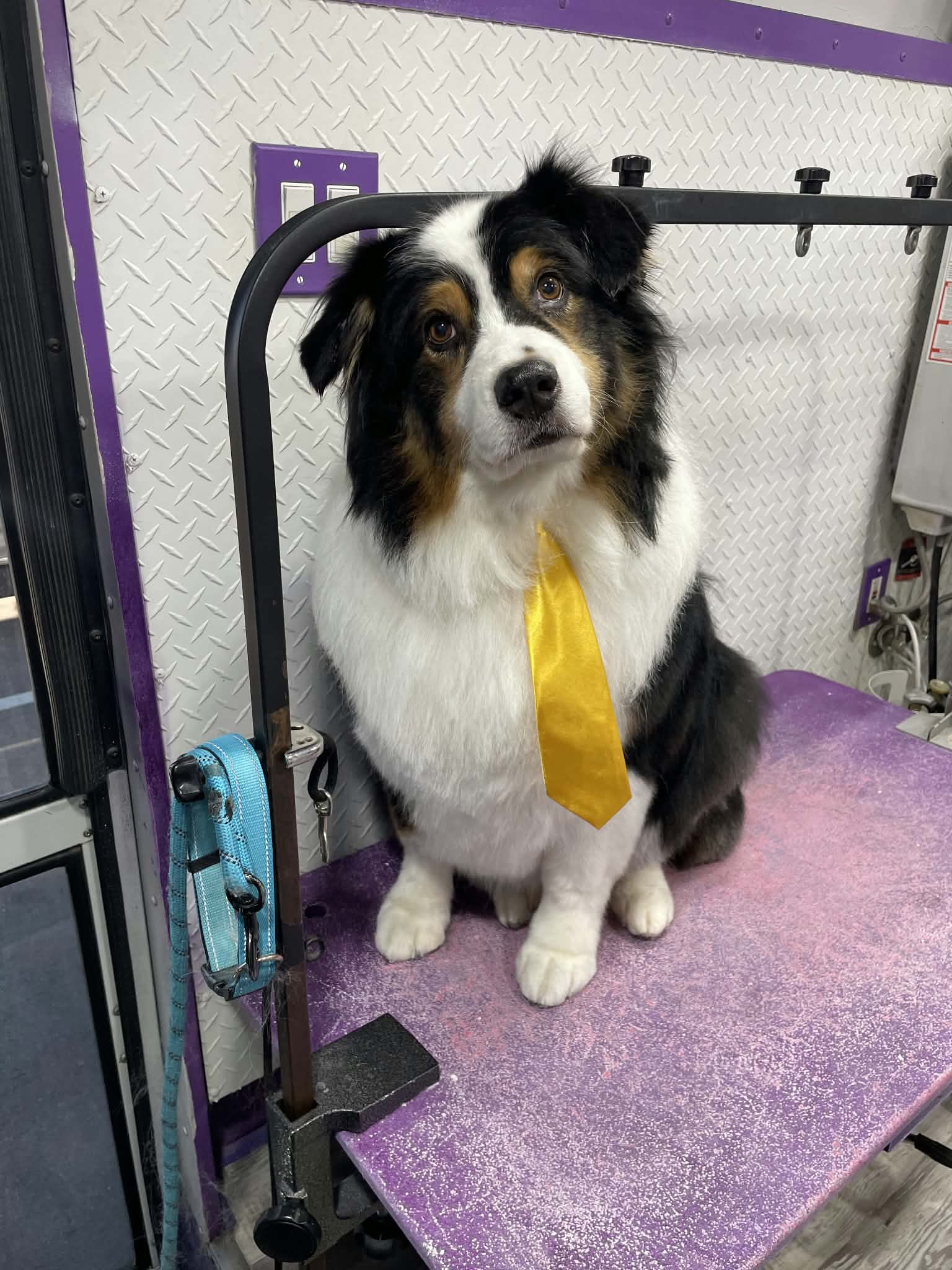 Black tri Australian shepherd with copper points wearing a yellow necktie