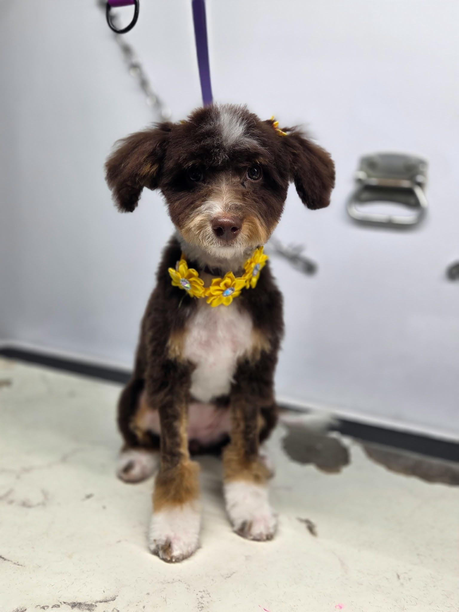 Chocolate tri aussiedoodle puppy with white paws wearing a yellow daisy collar