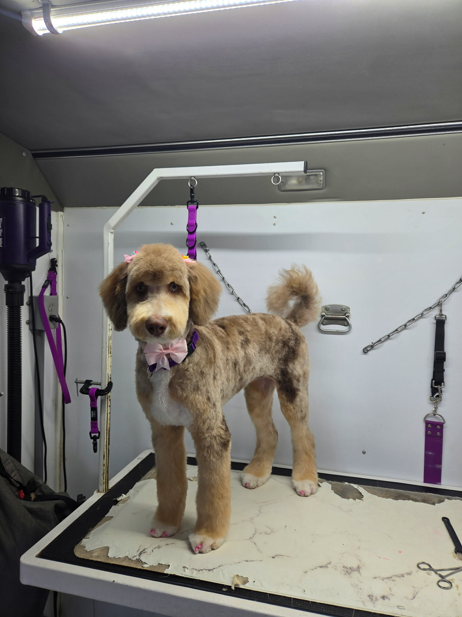 Red merle aussiedoodle with pink ear bows, a pink bow tie and pink painted nails