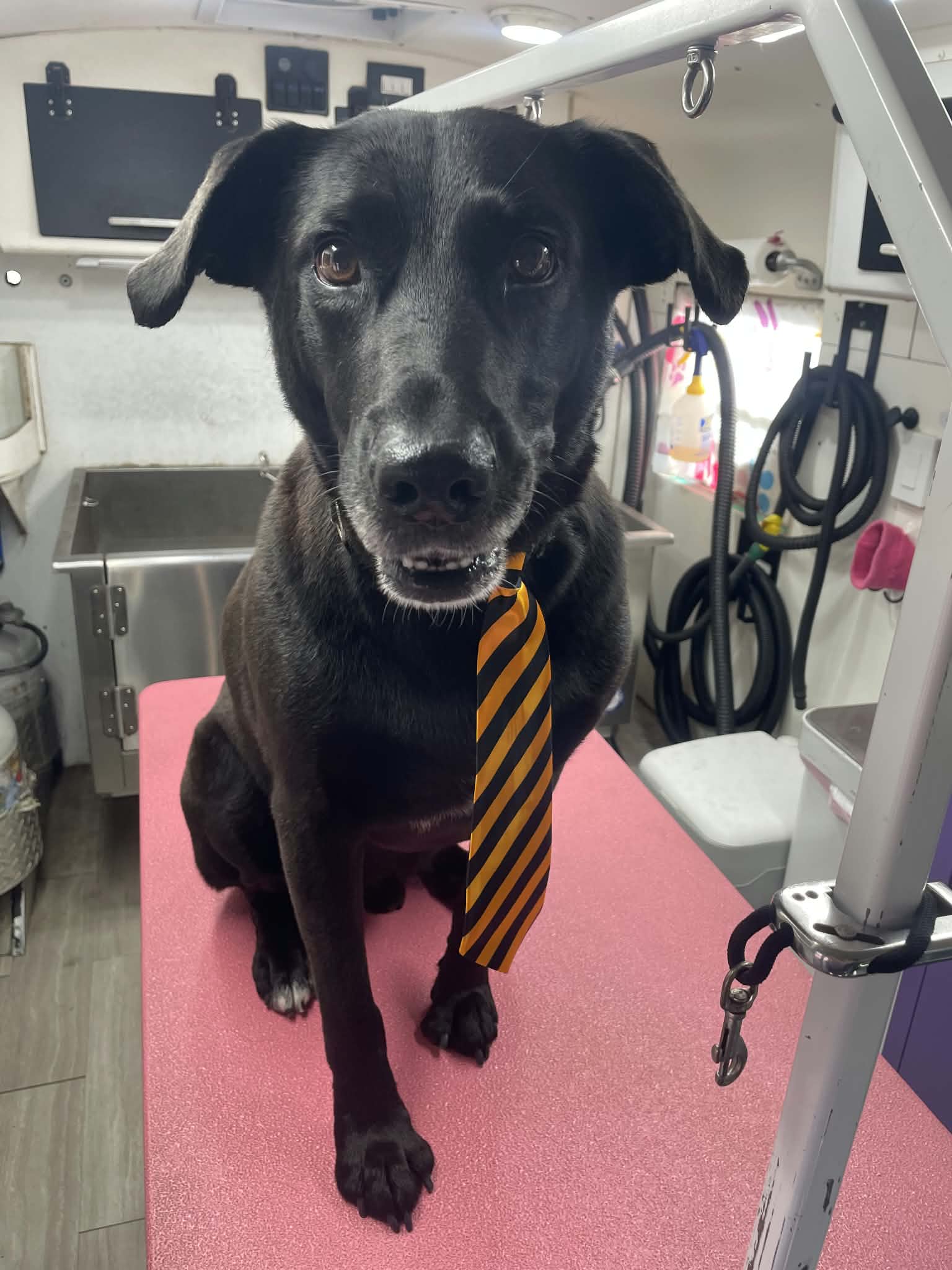 Black lab mix with a gray muzzle wearing an orange and black striped necktie