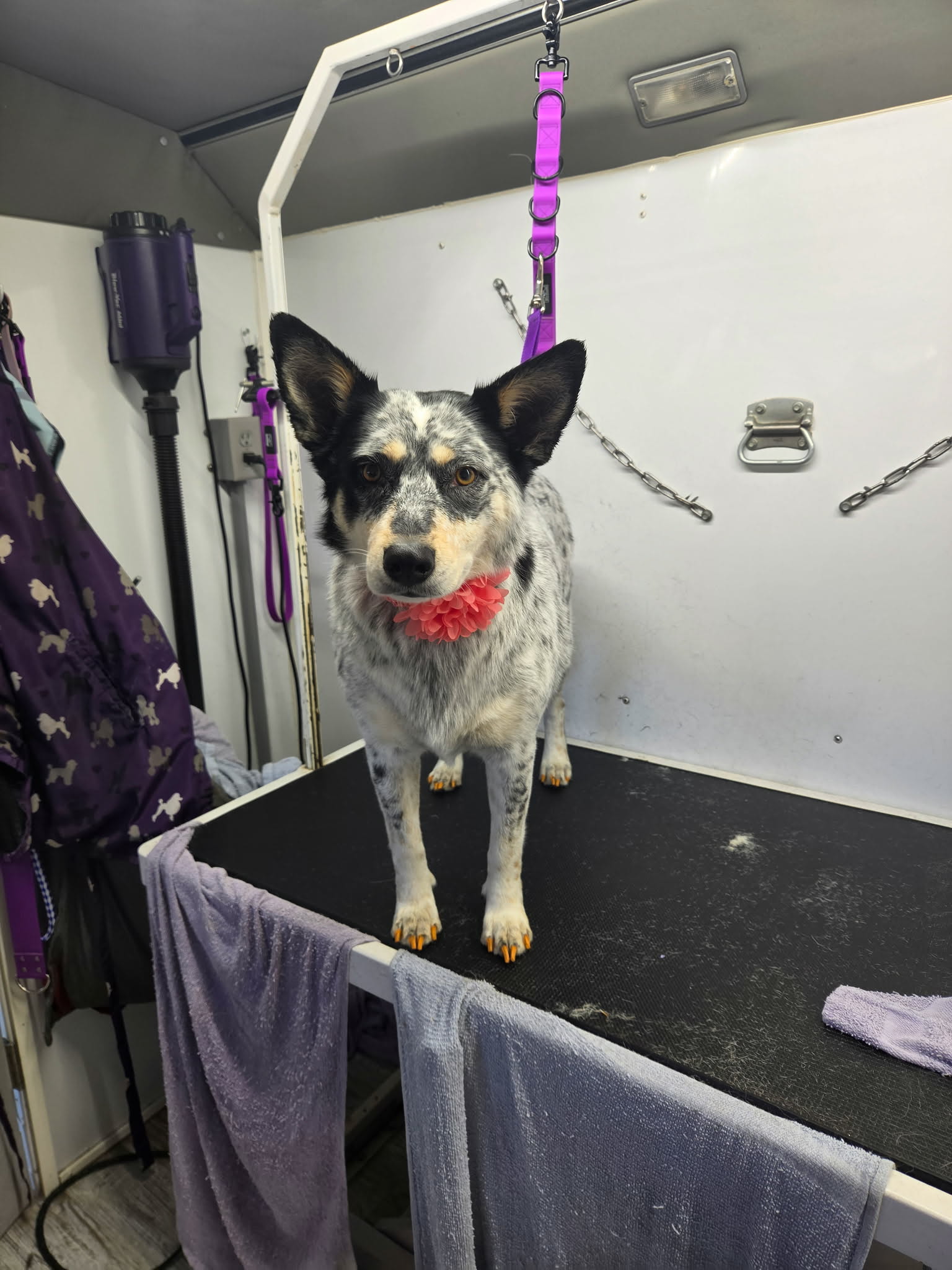 Blue speckled heeler with tall ears and tan points wearing a coral flower collar