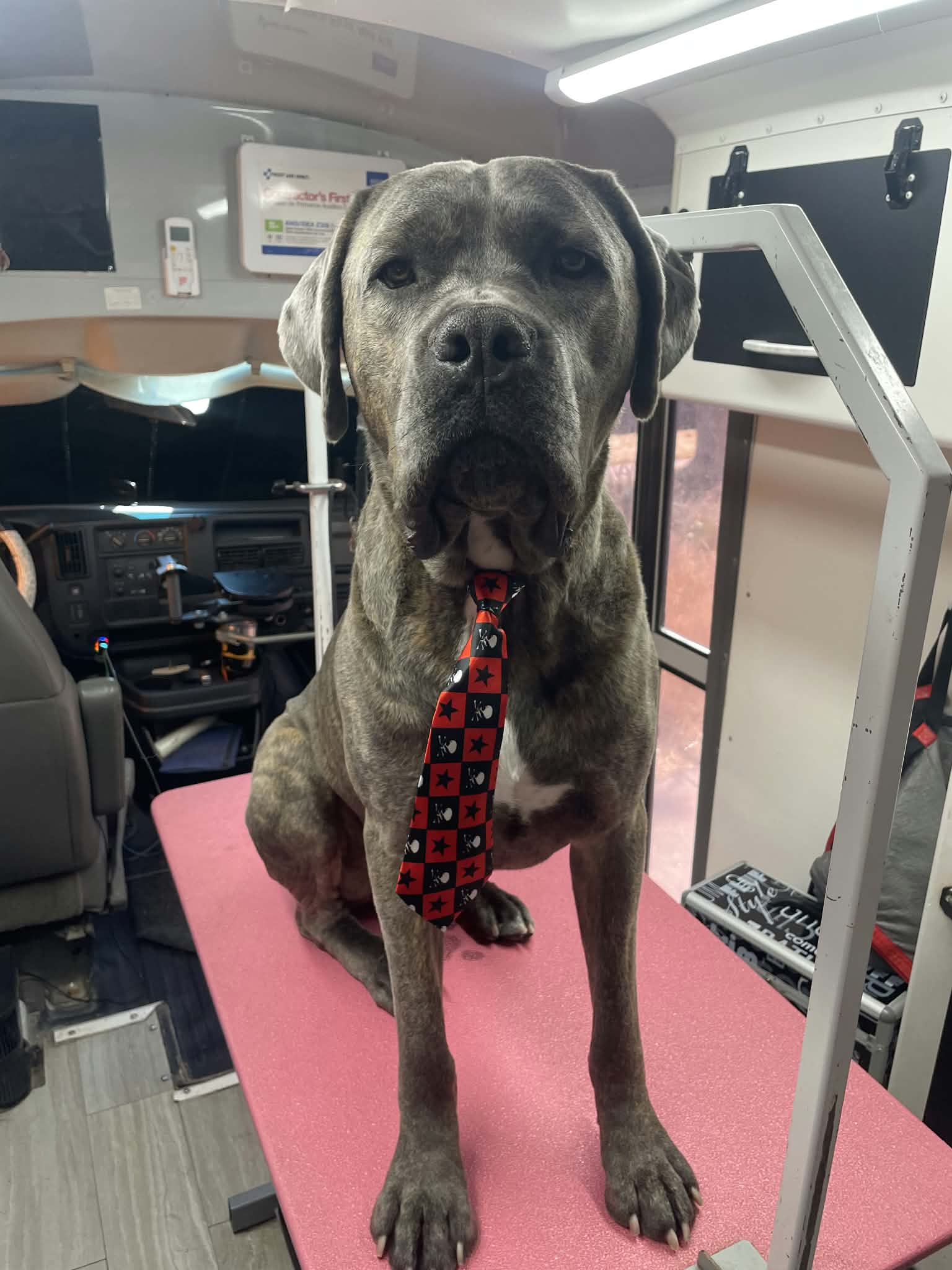 Gray brindle cane corso sitting tall in a red and black skull-print necktie