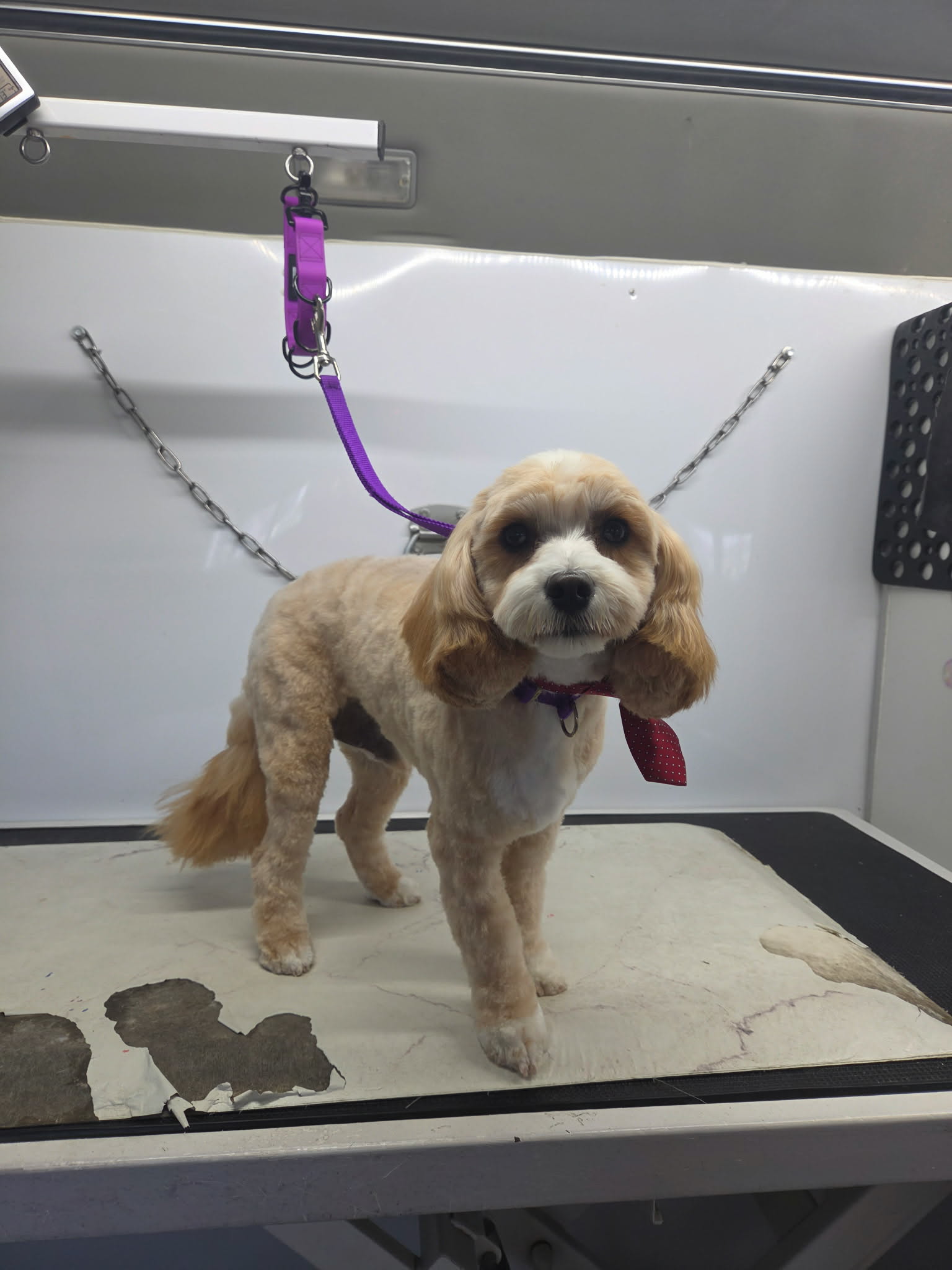 Apricot and white cavapoo in a short summer cut with a red bandana