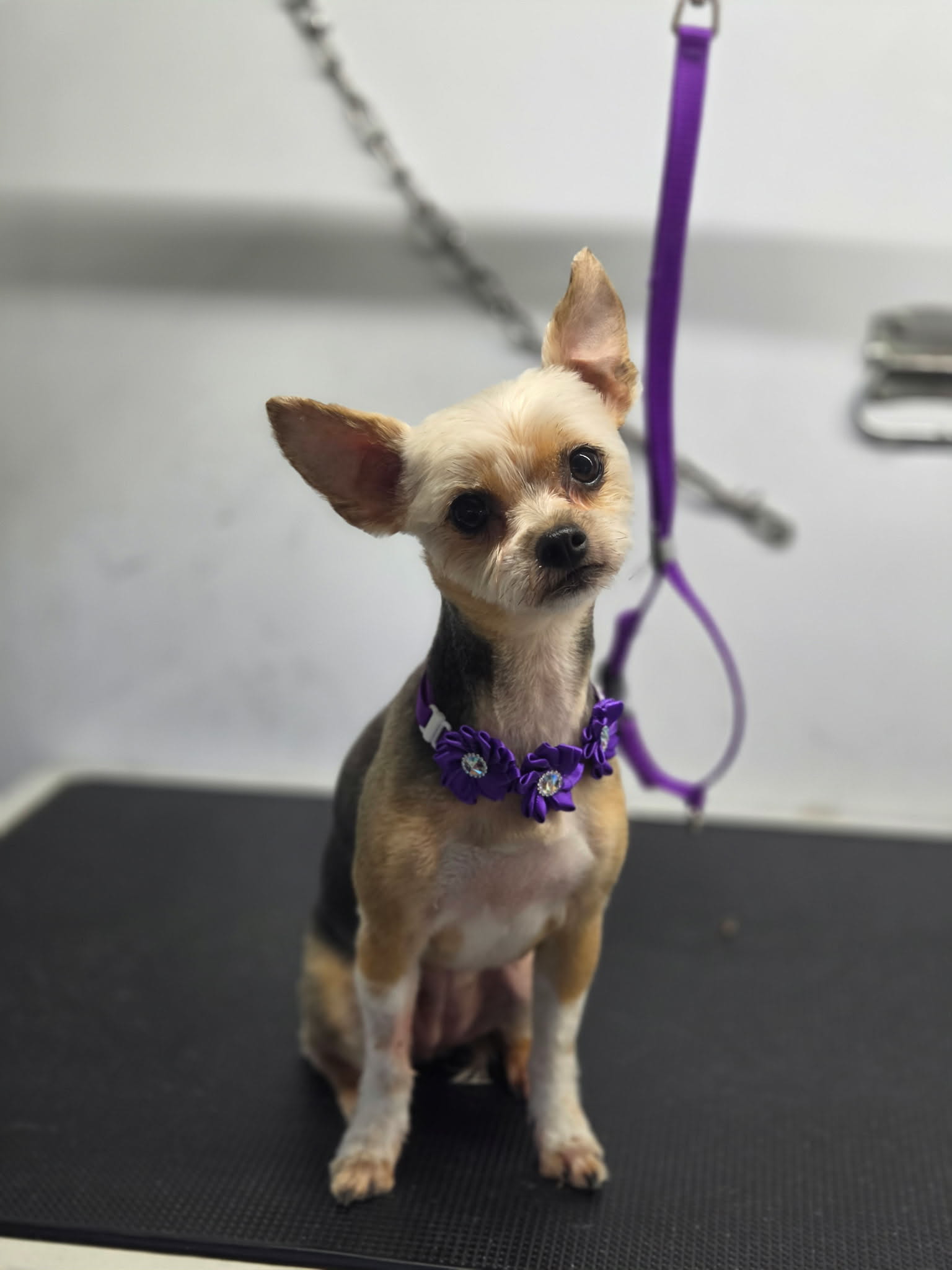 Tiny tan, black and cream chihuahua mix with big ears and a purple flower collar