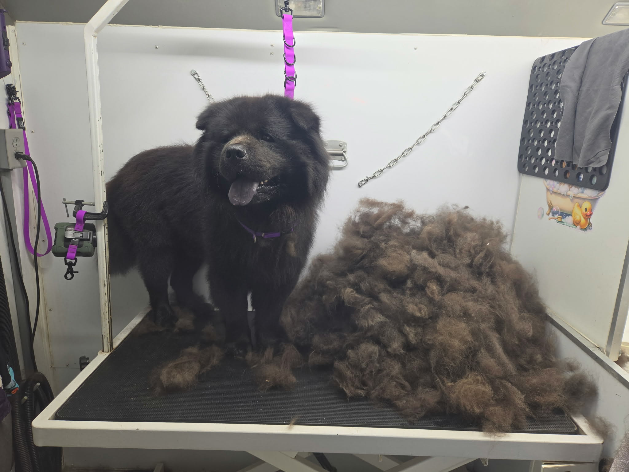 Black chow chow beside a mountain of brushed-out undercoat after a deshed treatment