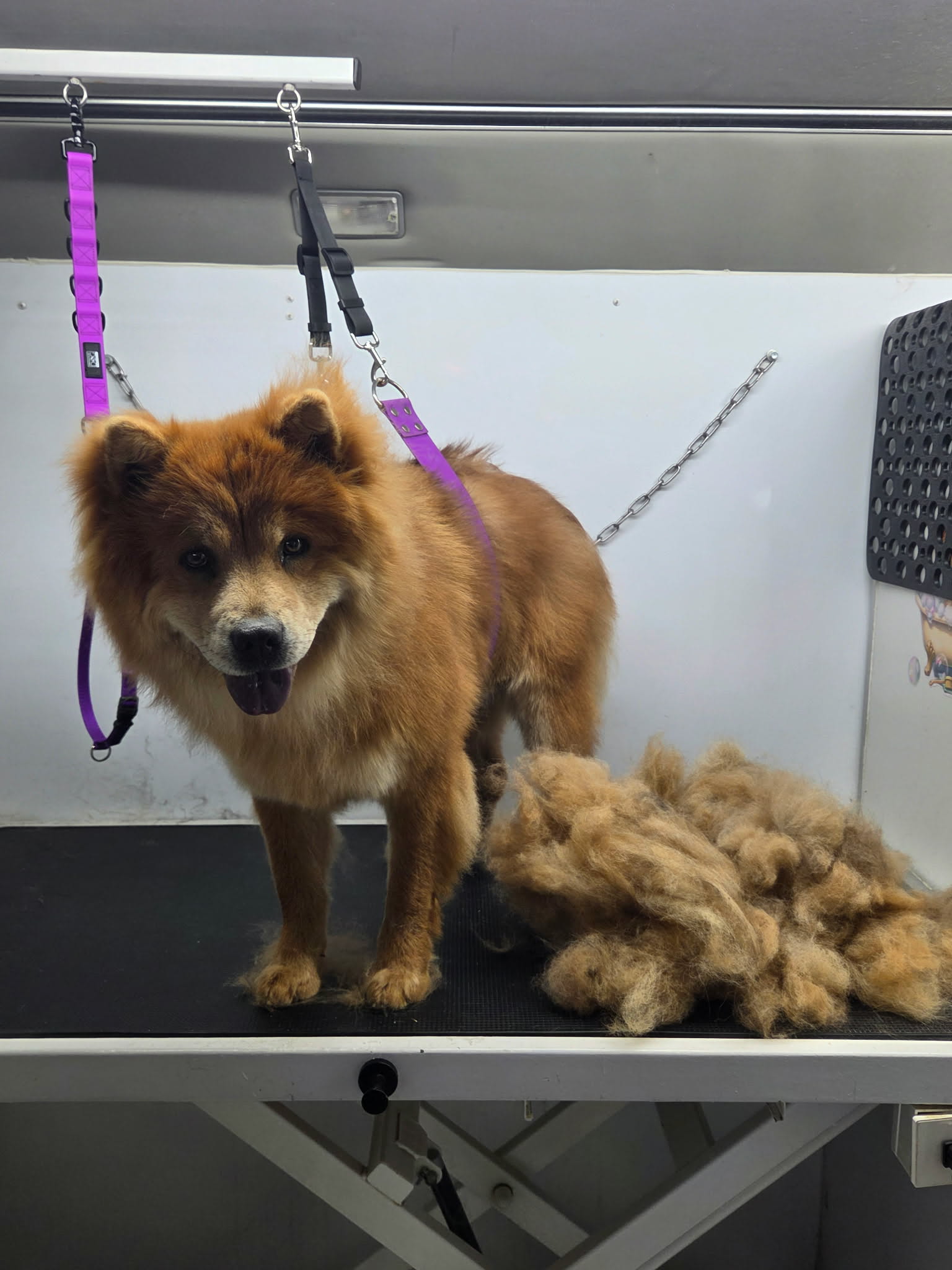 Red chow chow standing next to a huge pile of undercoat removed during a deshed