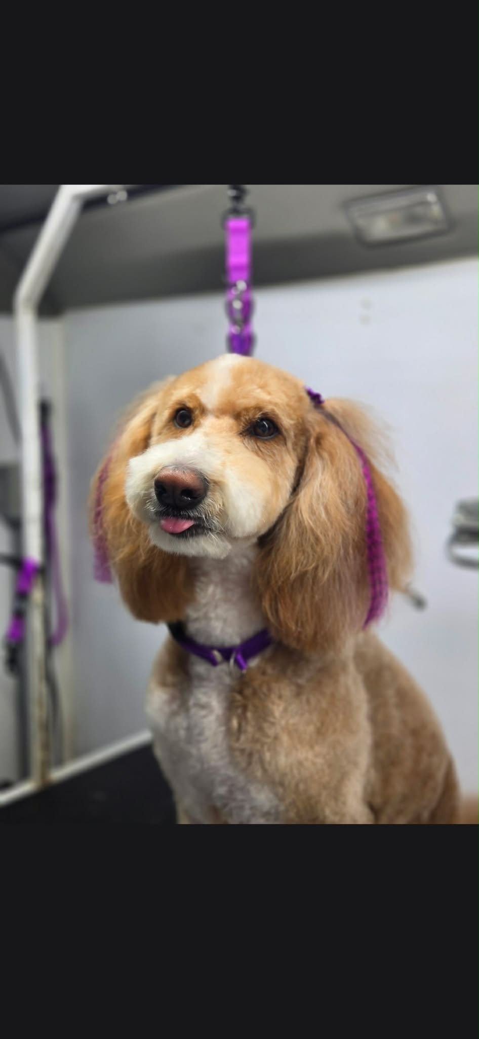Red cockapoo with long feathered ears and a white blaze on its muzzle
