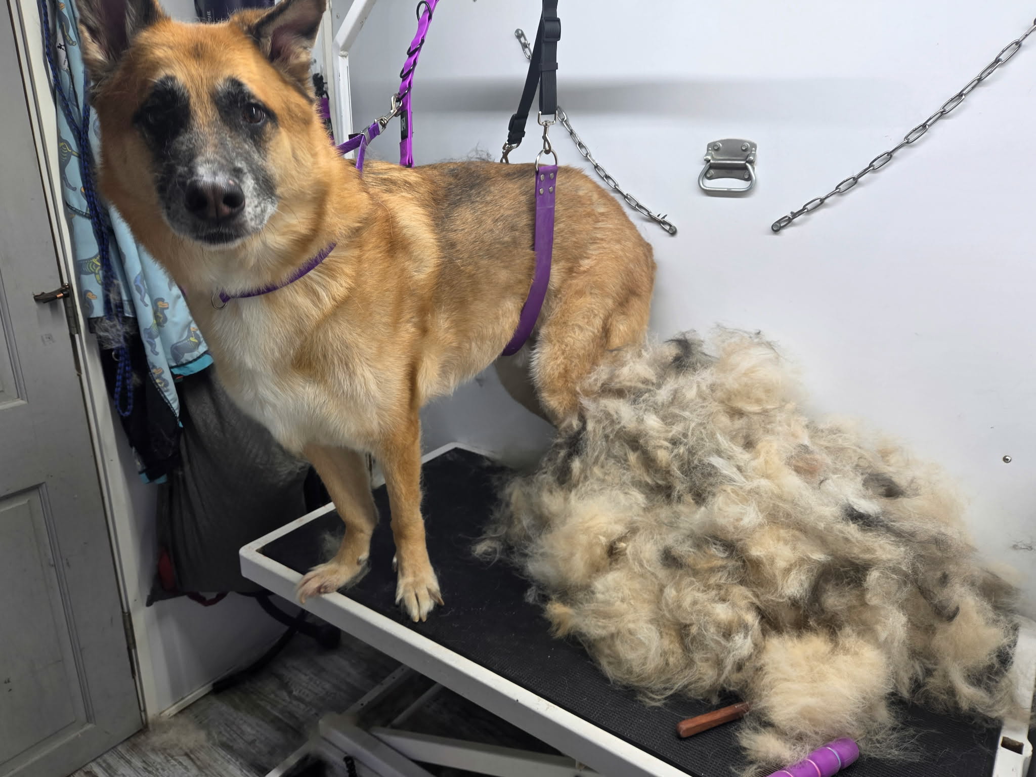 Deshedding Treatment