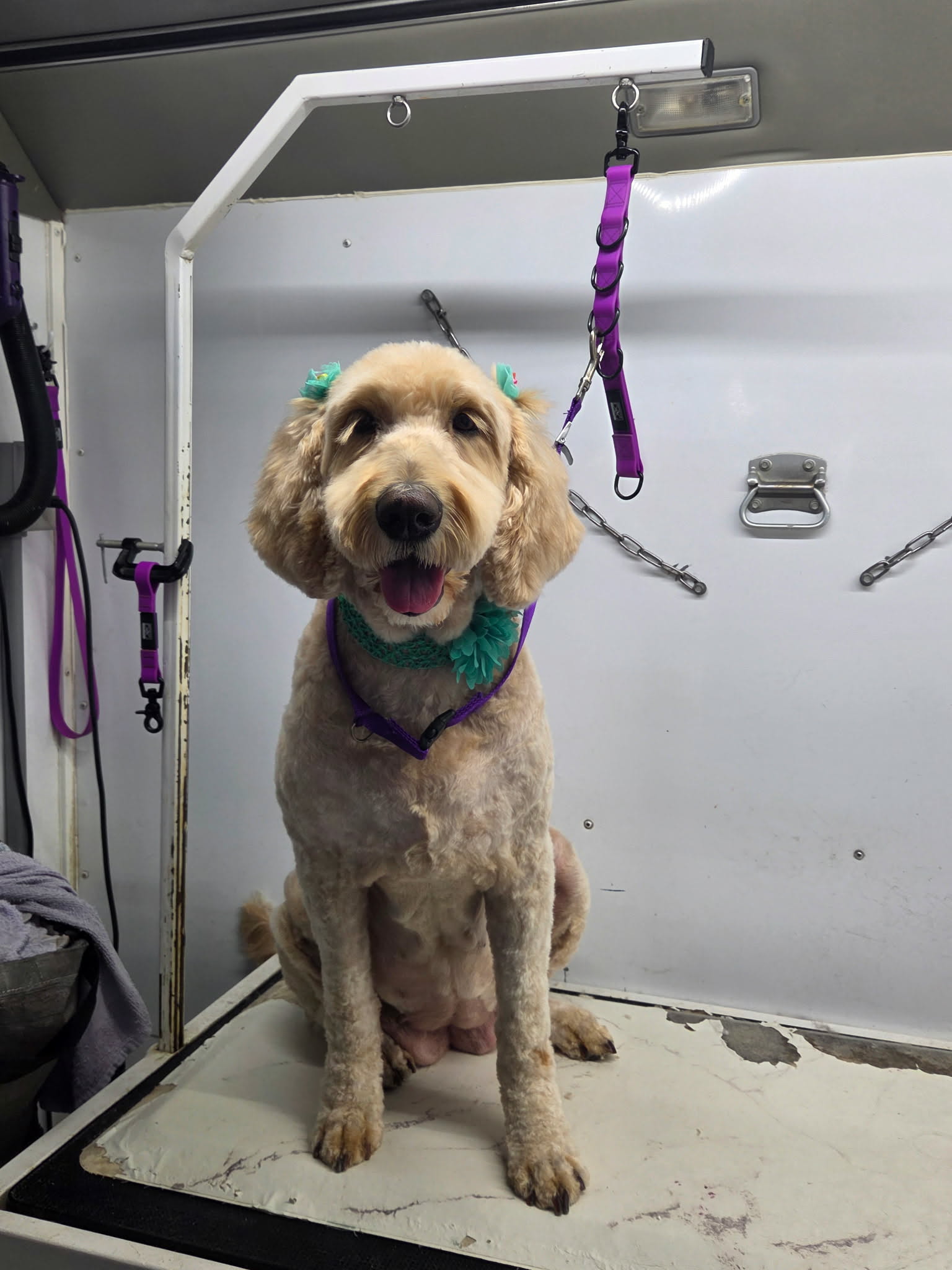Full Service Grooming