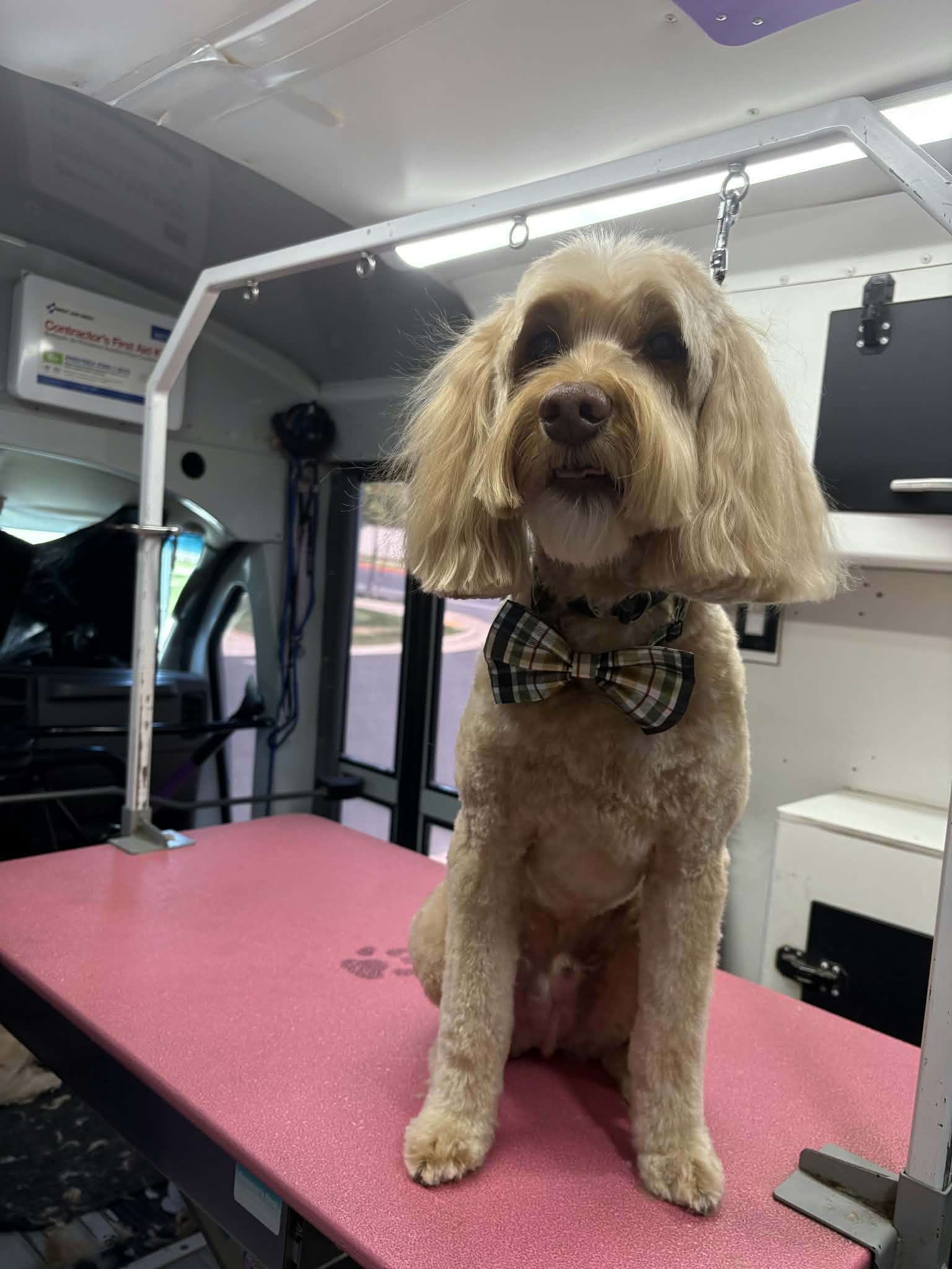 Cream goldendoodle with long feathered ears sitting on a pink grooming table in a plaid bow tie