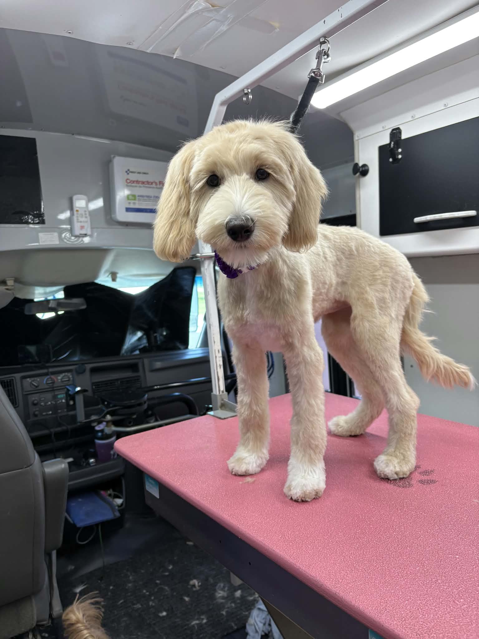 Cream goldendoodle puppy standing on a pink grooming table after a puppy trim