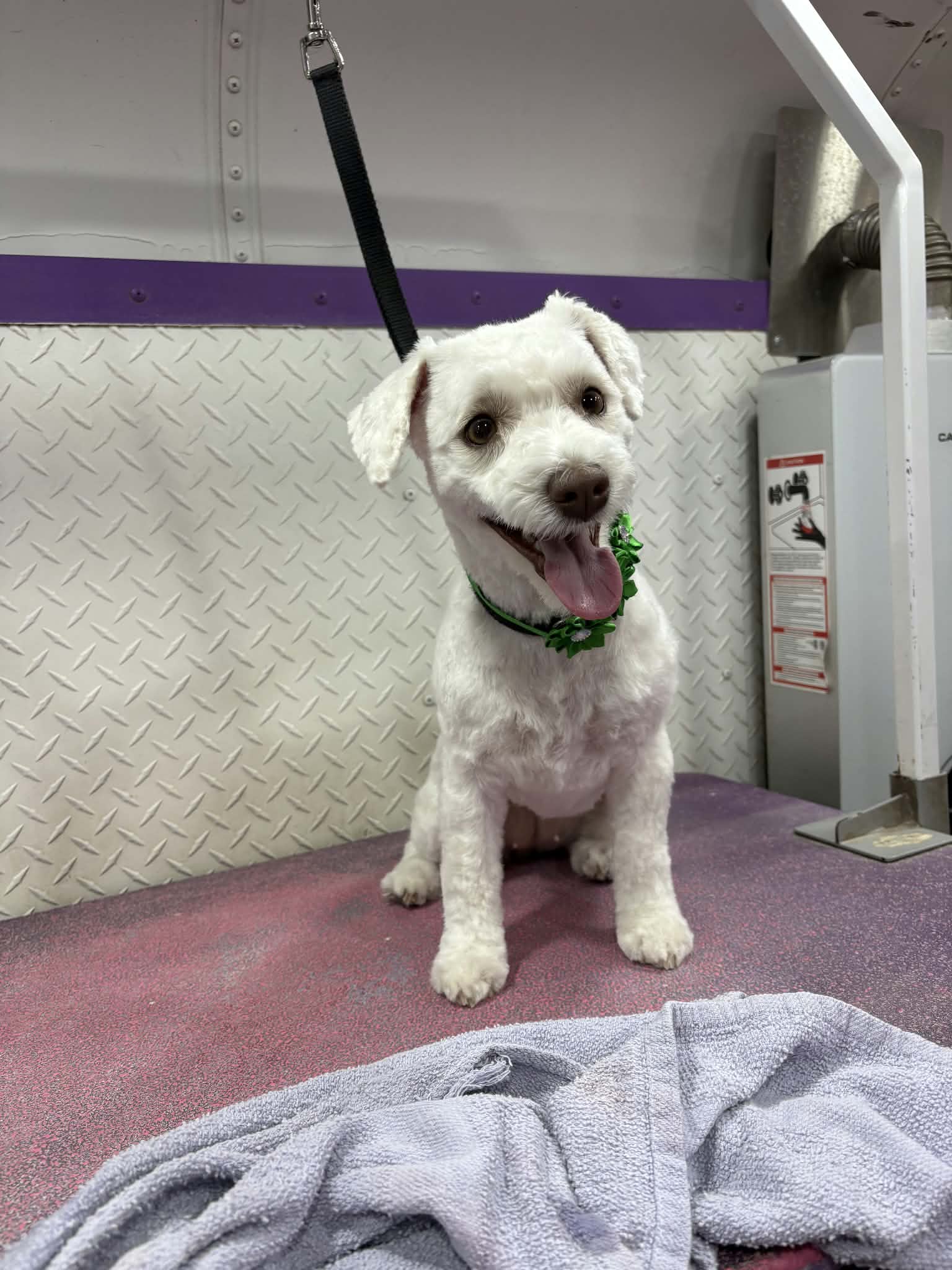 Happy white maltipoo with its tongue out wearing a green bow collar