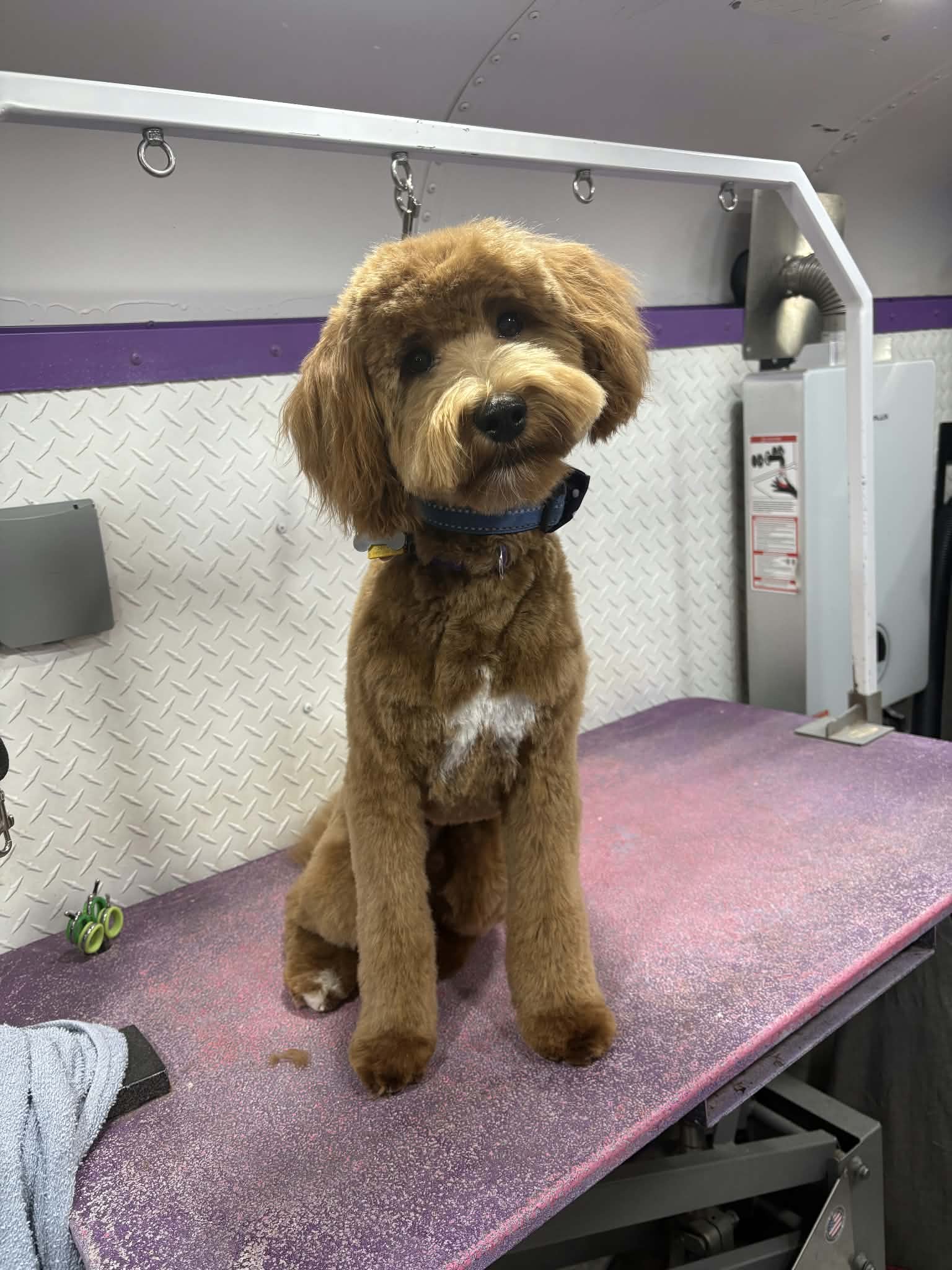 Red mini goldendoodle with a white chest patch sitting on a purple grooming table