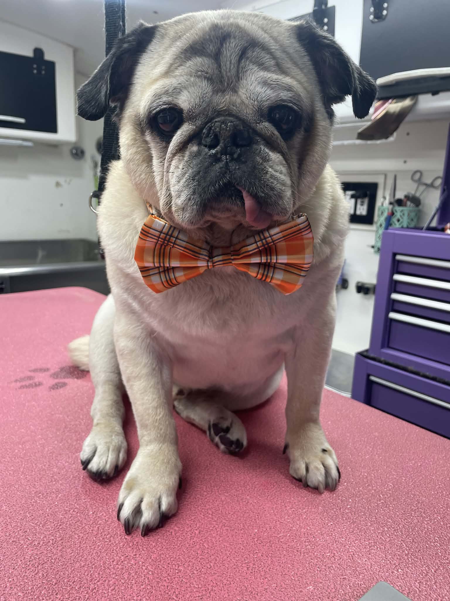 Senior fawn pug with a black mask and tongue peeking out, wearing an orange plaid bow tie