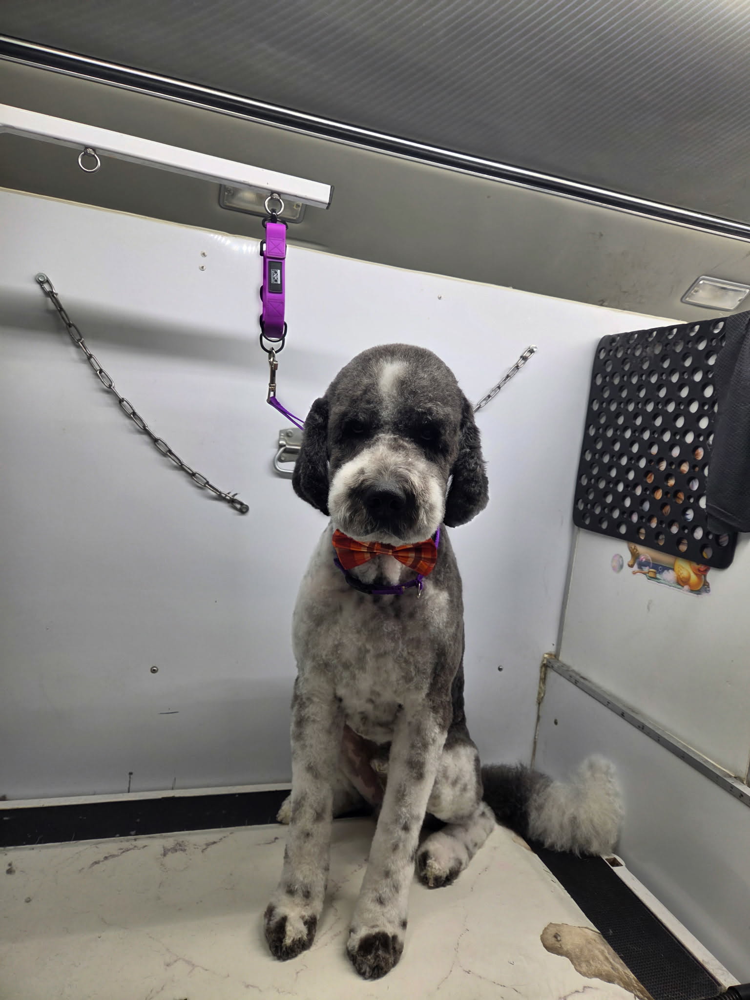 Black, gray and white sheepadoodle in a short clip with an orange plaid bow tie