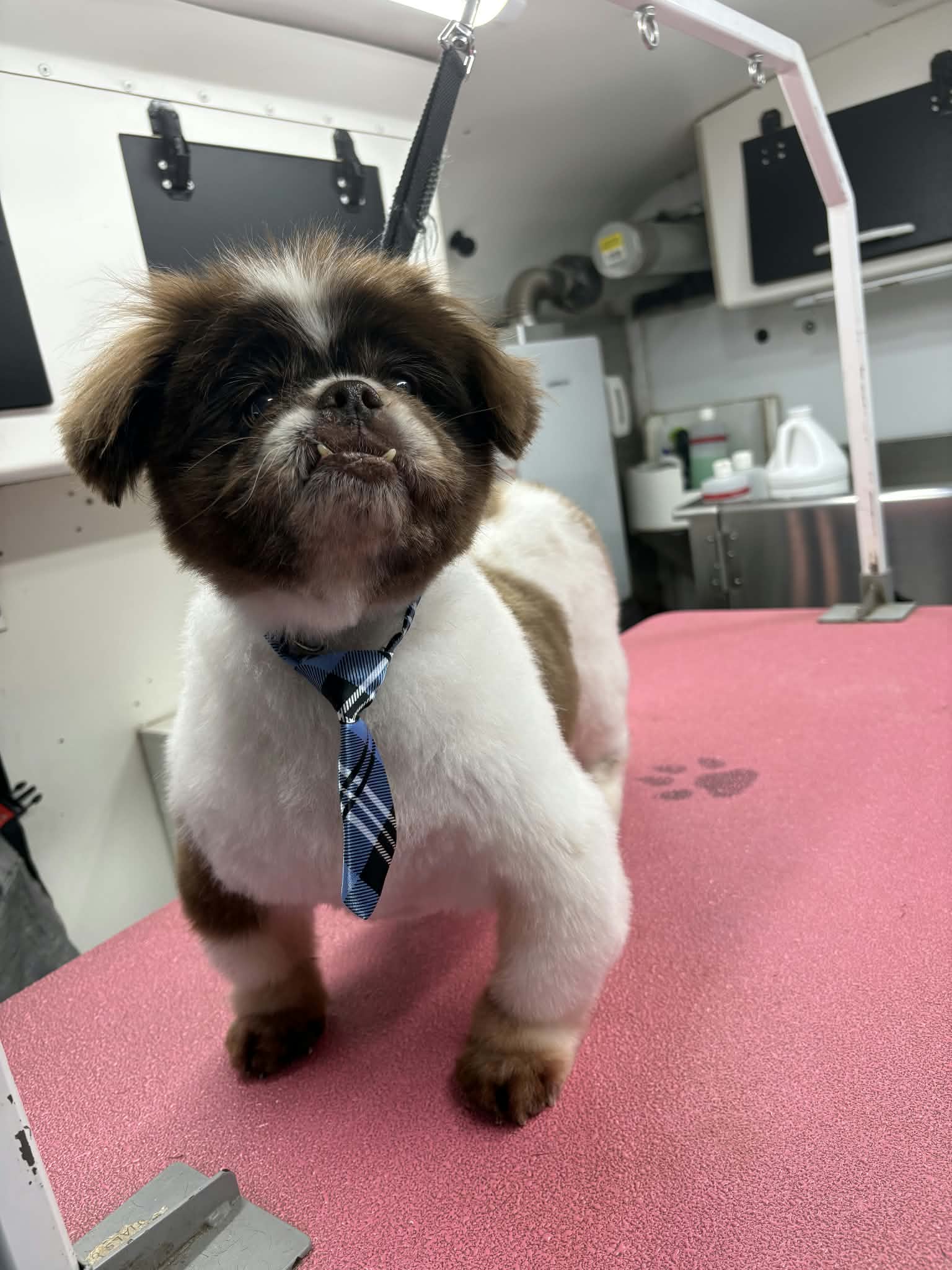 Brown and white shih tzu with an underbite in a blue plaid necktie