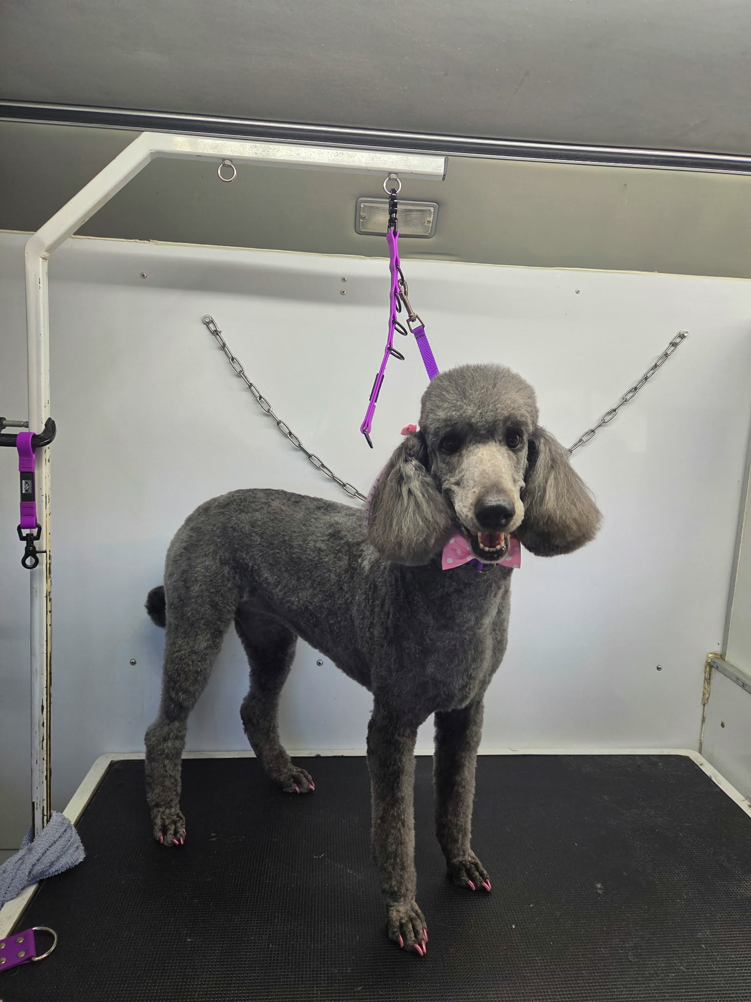 Silver standard poodle in a sporty clip with a pink bow and pink painted nails