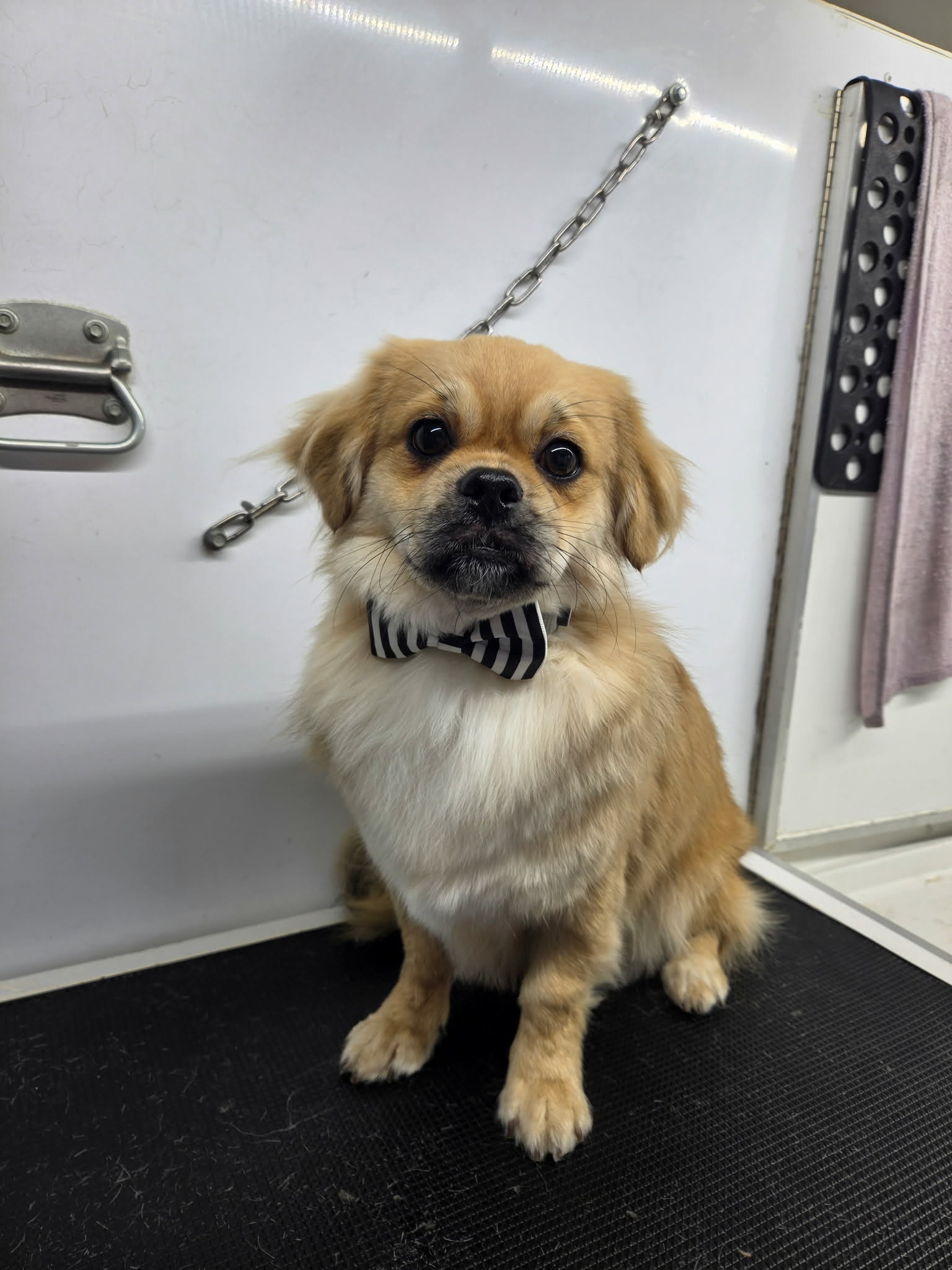 Golden Tibetan spaniel with a cream chest and black mask in a striped bow tie