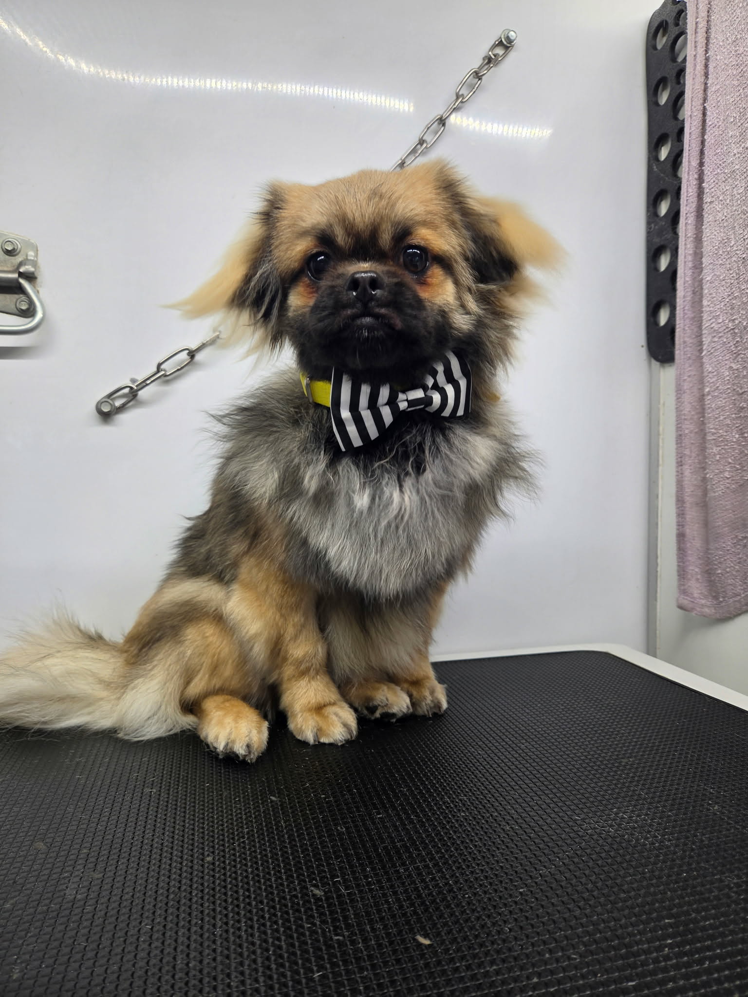 Sable Tibetan spaniel with a black mask, fluffy silver chest and striped bow tie