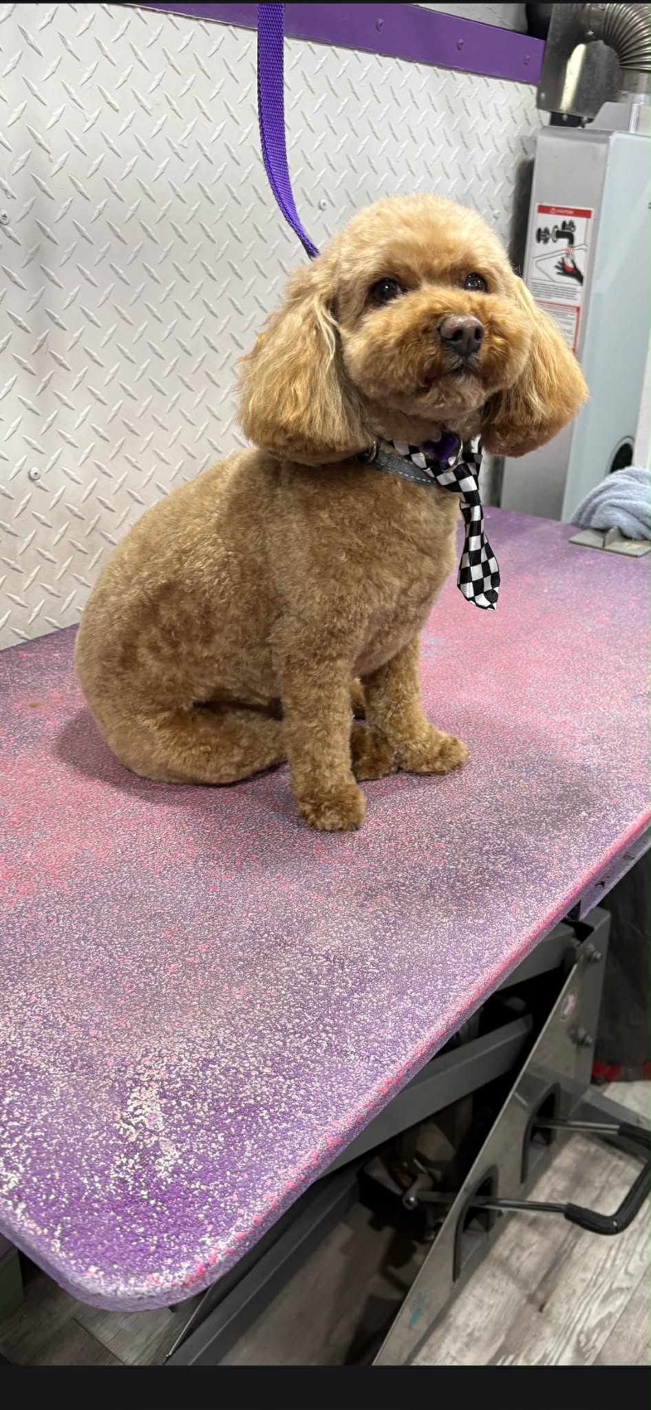 Red apricot toy poodle in a teddy bear cut with a black and white checkered necktie