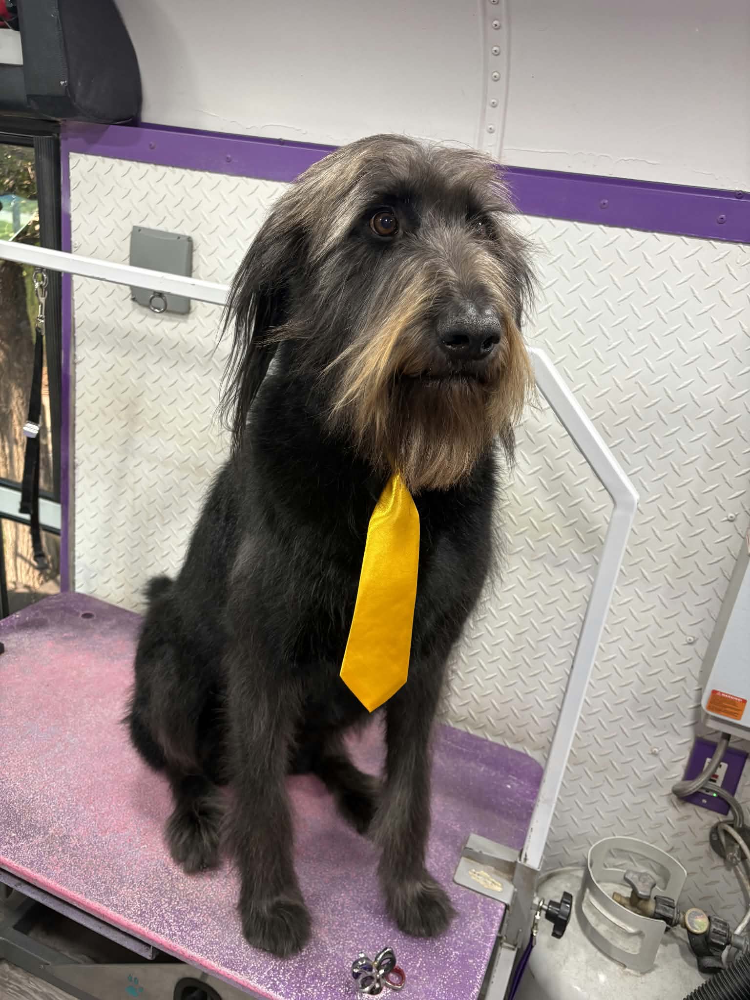 Shaggy charcoal wolfhound mix with a tan beard wearing a bright yellow necktie