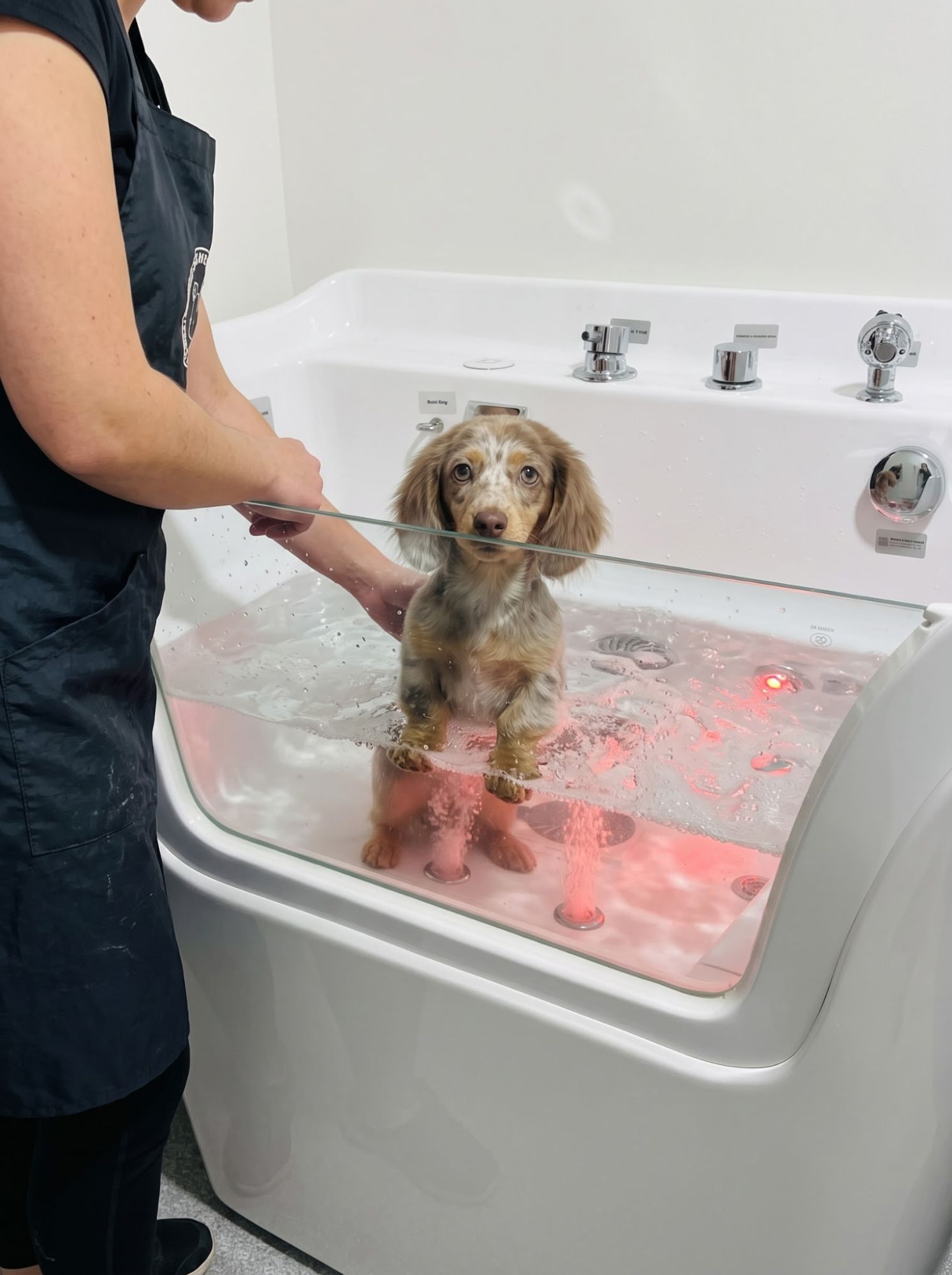 Dachshund enjoying a hydro-massage bath in the salon's glass-front tub